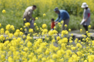 菜の花畑で遊んでいる家族