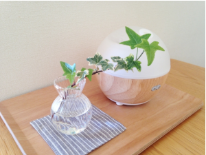 観葉植物と丸い加湿器