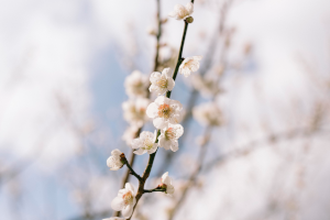 小さい花が咲いている木