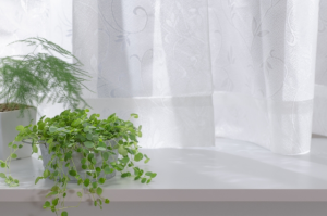 白いカーテンのそばに置かれた観葉植物