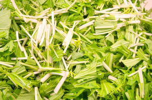 数センチ幅に切られた水菜