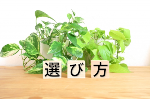 偽物の葉っぱの前に選び方と1文字ずつ書かれた積木3つ